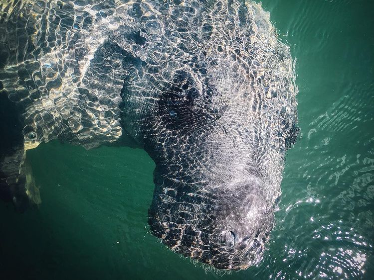 Dockside Manatee