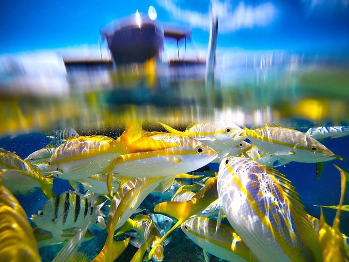 Yellowtail Snapper at The Reef