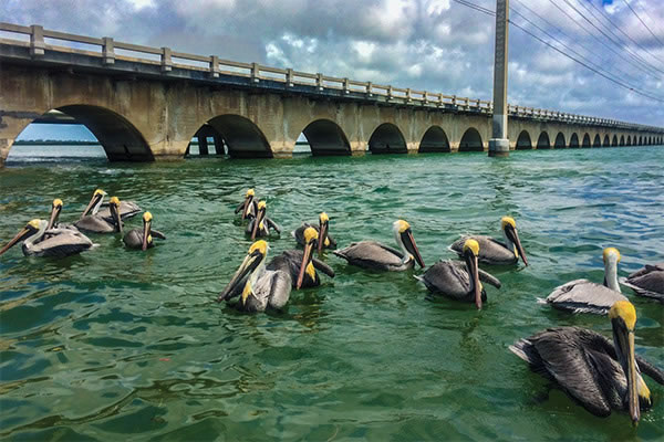 Birding in The Keys