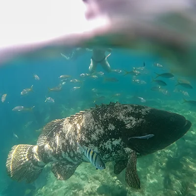 Goliath grouper swimming at Looe Key Reef
