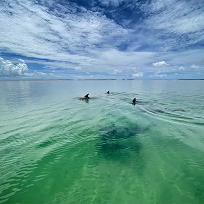 Group of dolphins swimming near Cudjoe Key