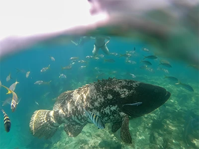 Goliath grouper swimming at Looe Key Reef