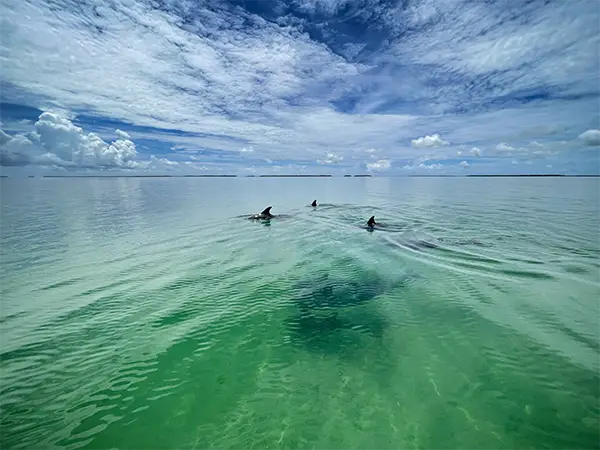 Group of dolphins swimming near Cudjoe Key